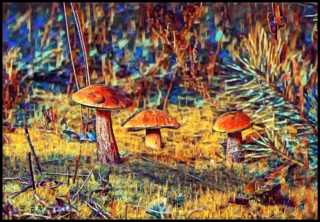 Mushrooms in woods