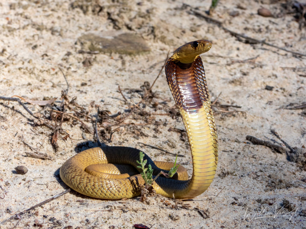 Cape Cobra (Naja nivea)
