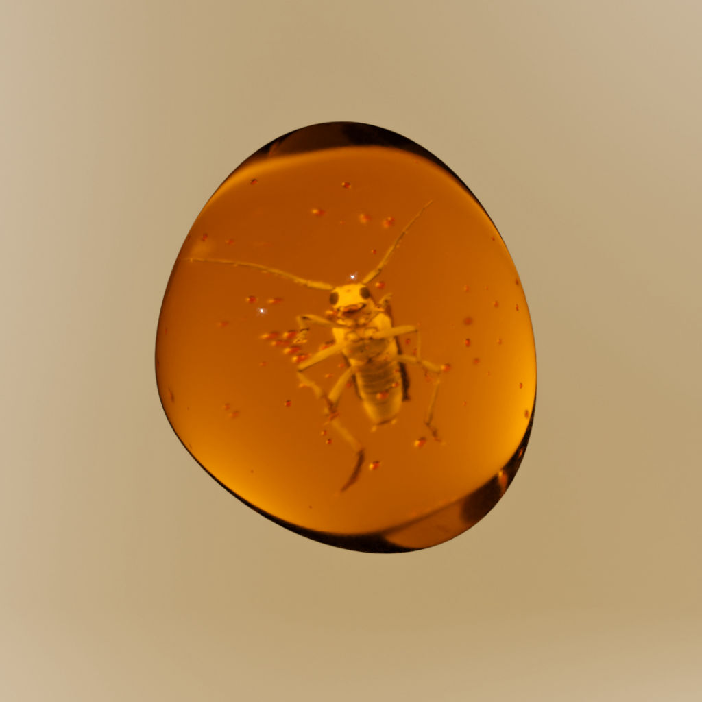 #2 CRYPTOSTONE – SAPERDA CANDIDA