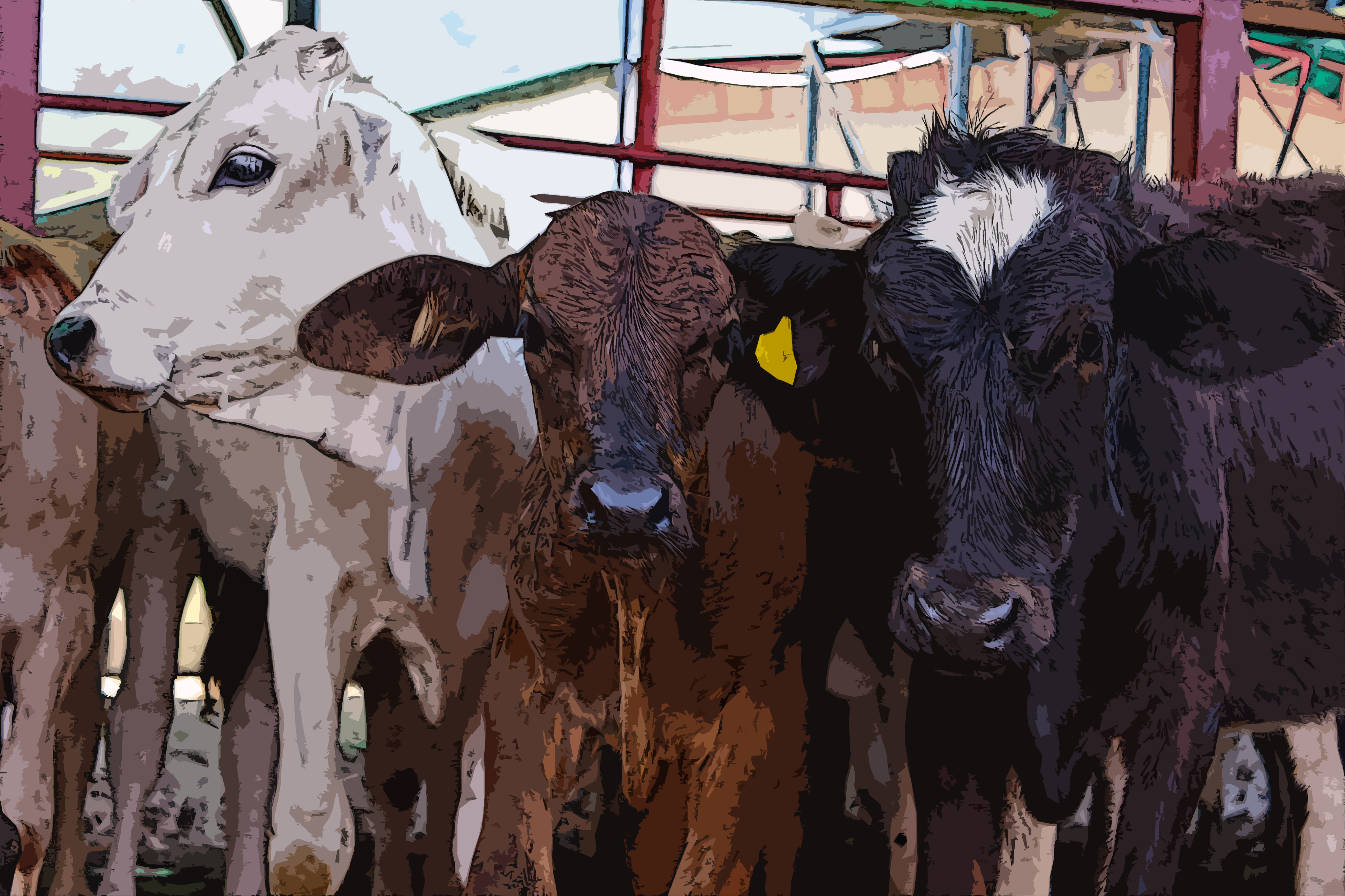 Portrait of 3 Cows