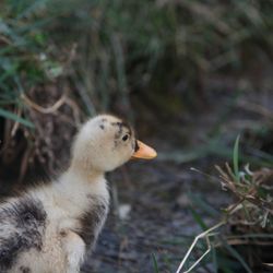 Surprised duckling
