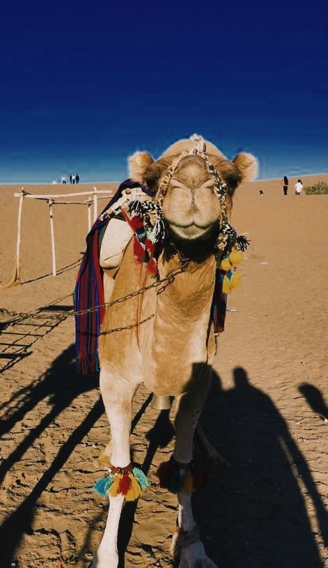 cameldao