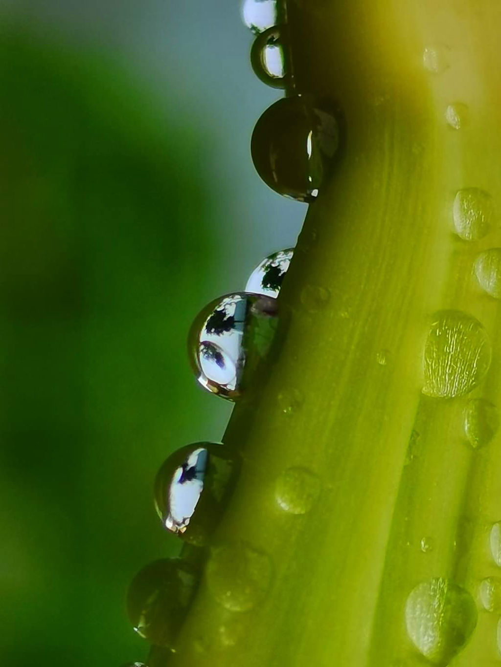 Water Drops