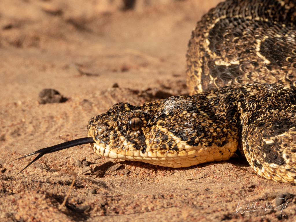Puff Adder (Bitis arietans)