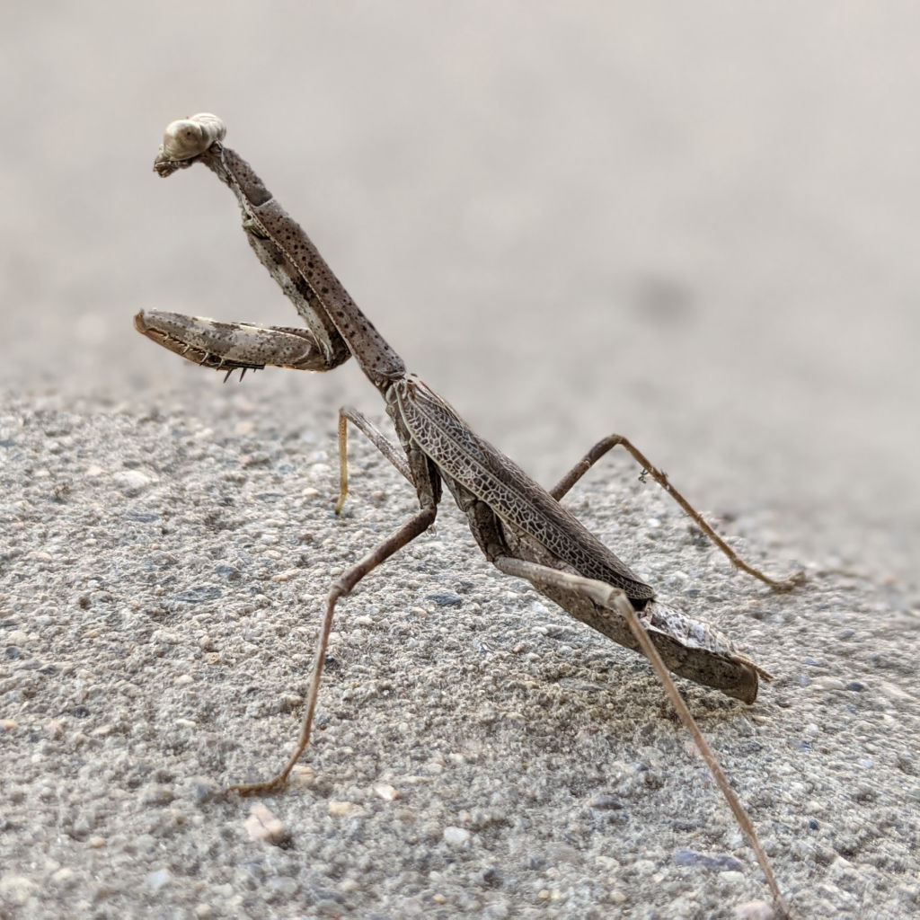 Preying Mantis