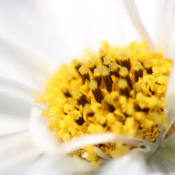 White cosmos flower