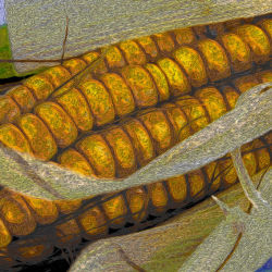 Art With Corn