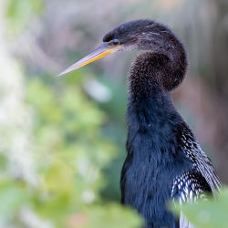 Anhinga | 02