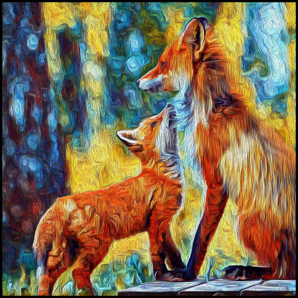 Two foxes
