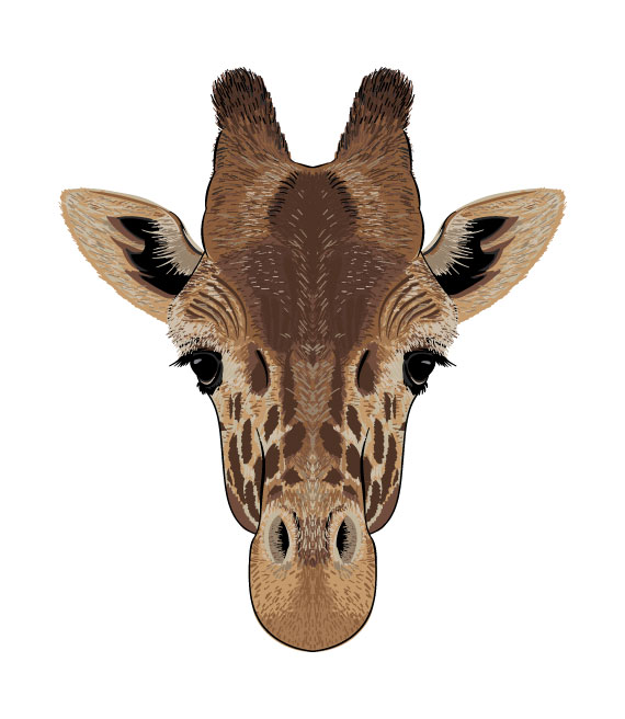 giraffe portrait