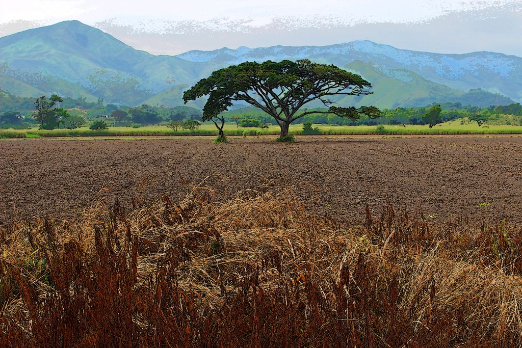 Aragua Fields