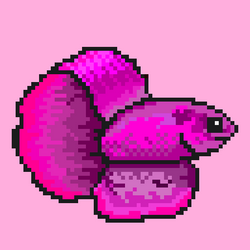 Siamese fighting fish #4