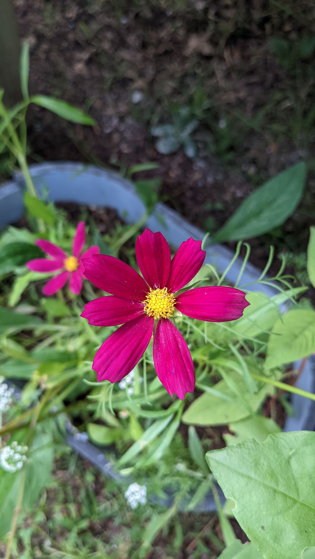 Garden Cosmos