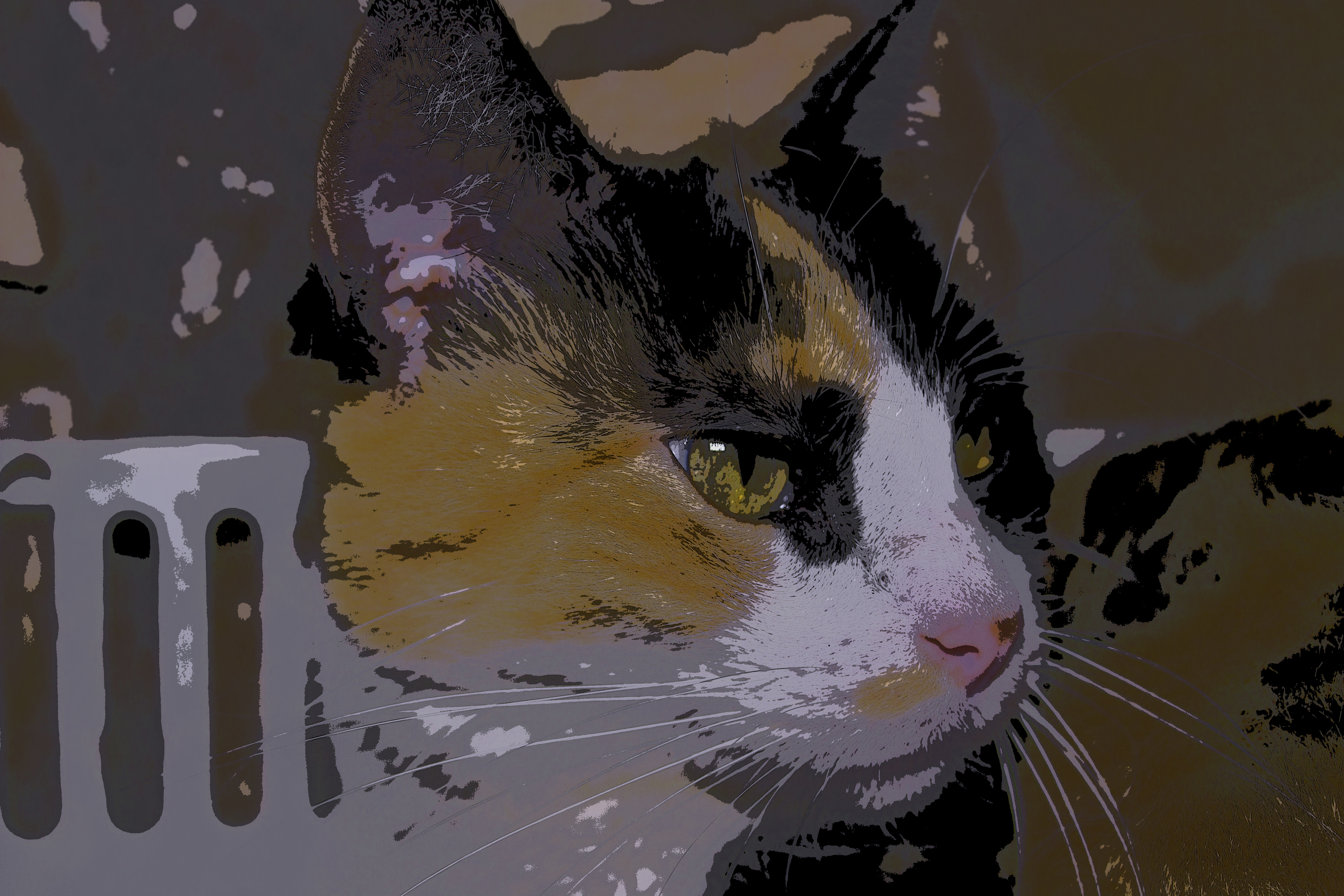 The Intense Gaze of the Cat