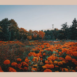 #10 Autumn Leaves