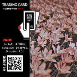 Turzo NFT CARD #00006