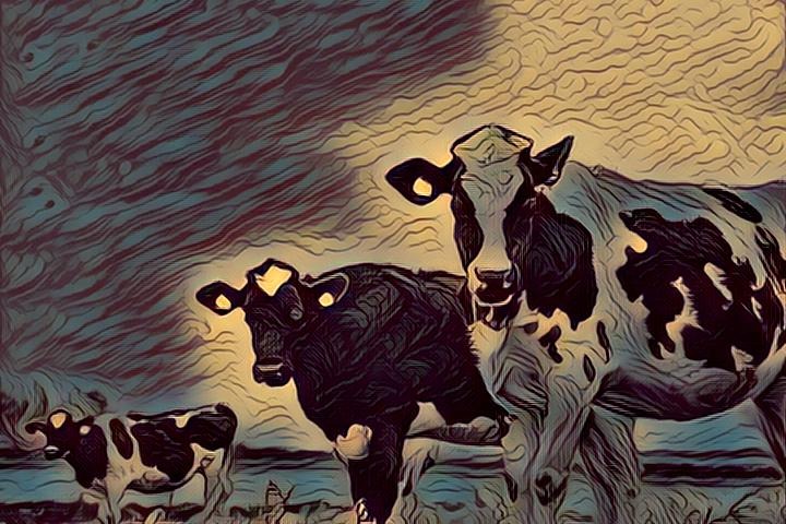 Cows Come Home