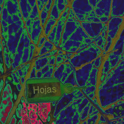 Leaves That Are Not Leaves