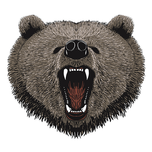 bear portrait