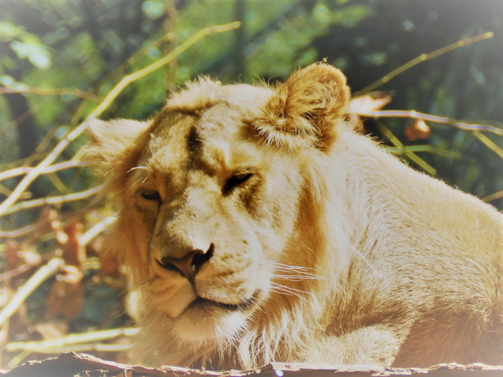 Chilling Lion