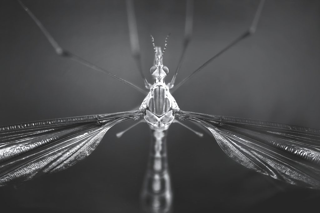 Crane Fly in Monochrome