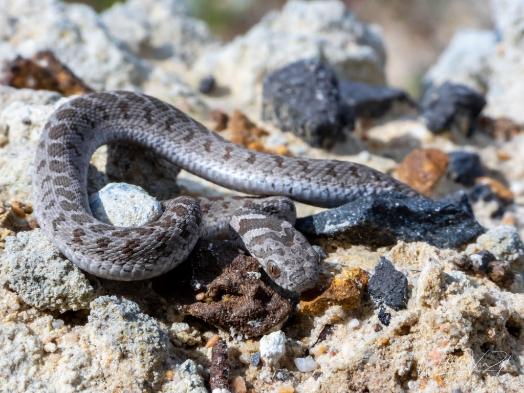Rhombic Egg-Eater (Dasypeltis scabra)