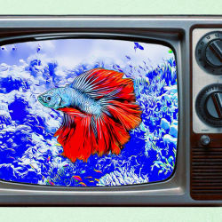 AQUARIUM ART TV #35