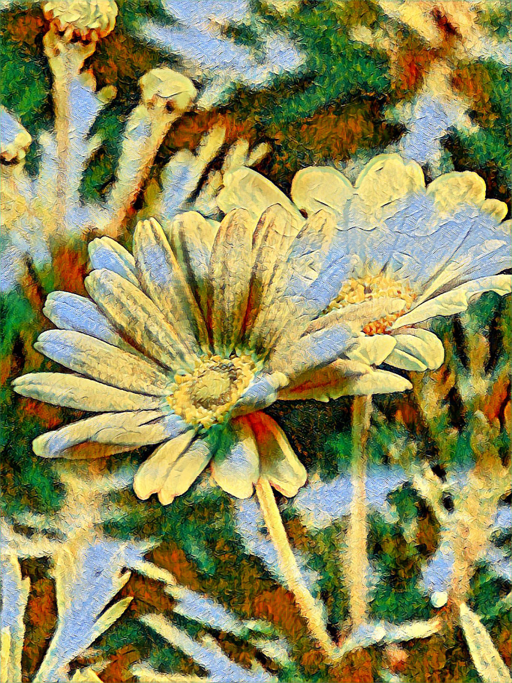 Premium Marguerite Daisy