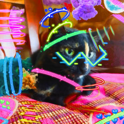 Crypto Cat 1/11 Limited