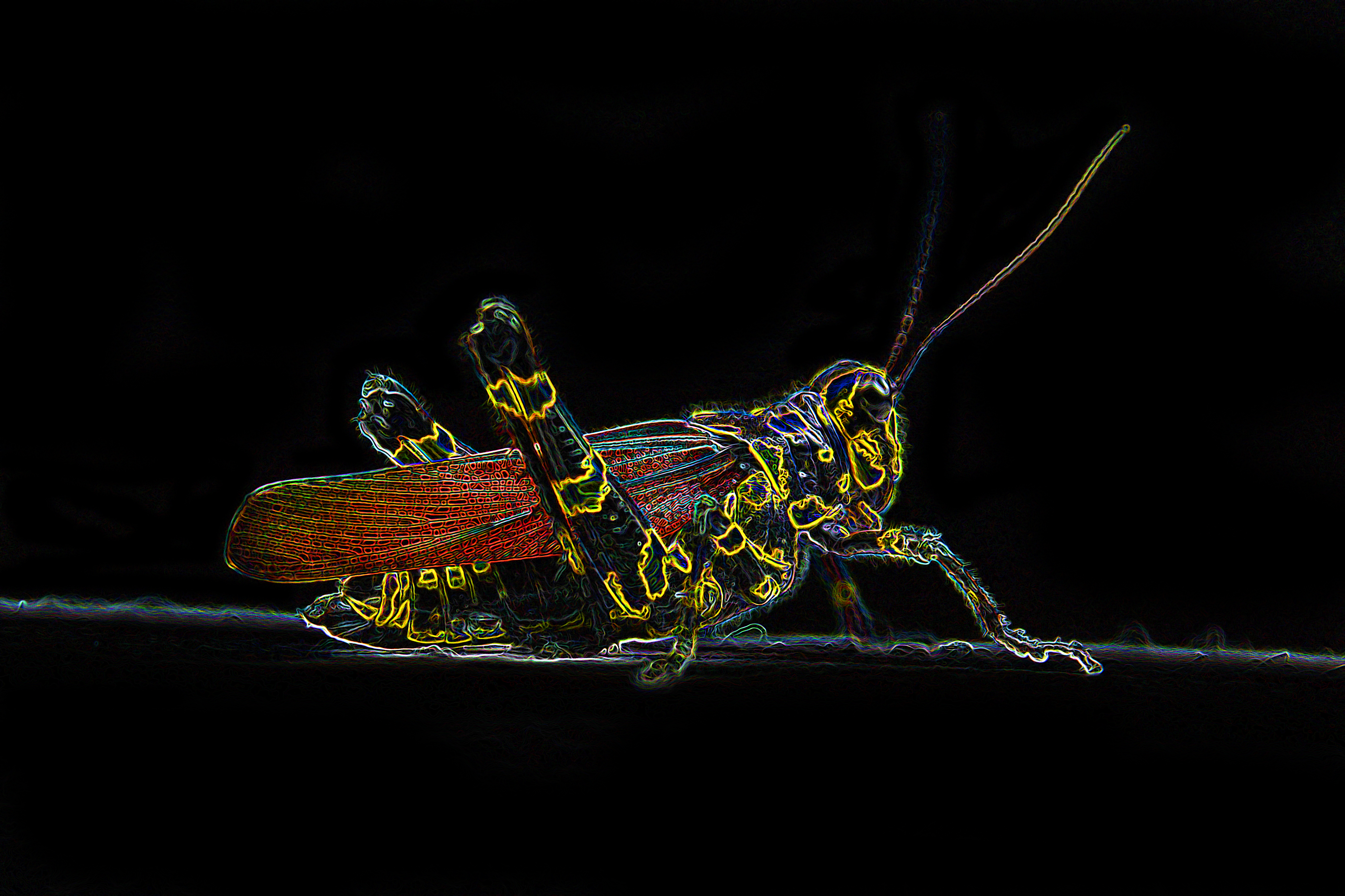 Neon Nature #4 Vibrant Cricket