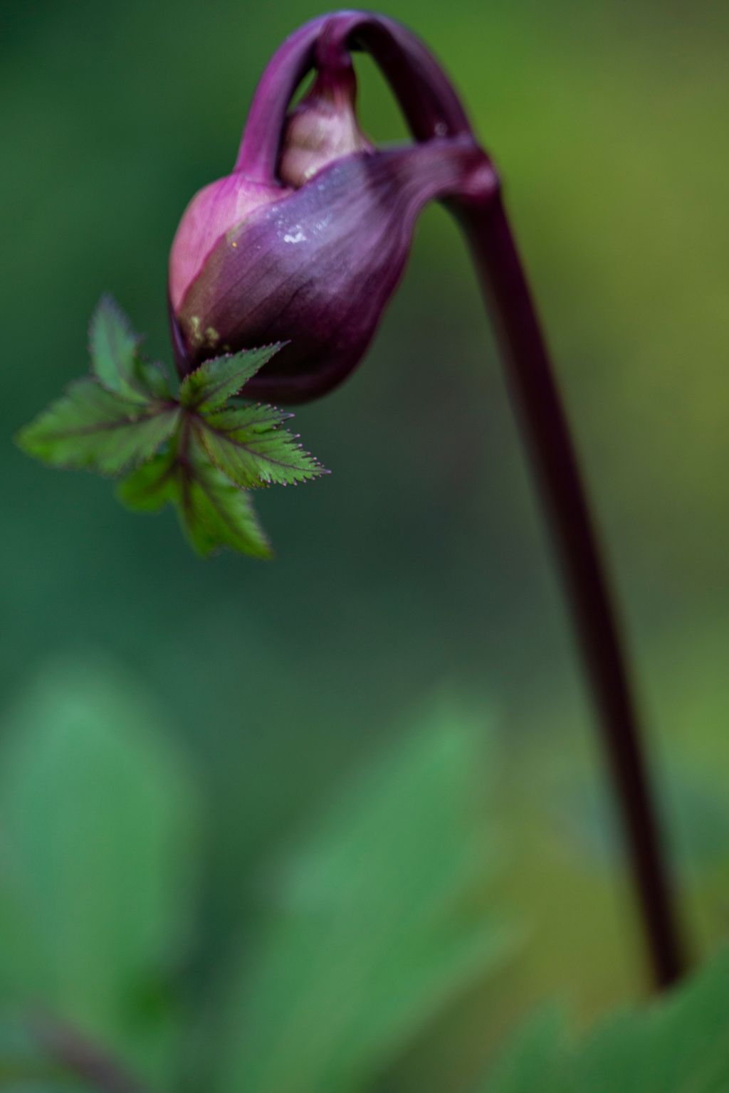 Tethered, Feathered, and bloated 