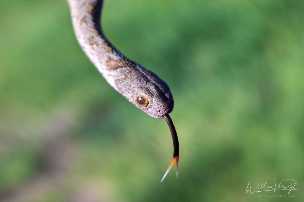Rhombic Egg-Eater (Dasypeltis scabra)