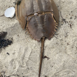 Horseshoe Crab