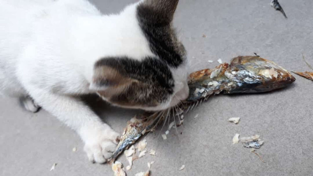 I want the fish for me only