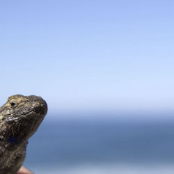 Western Fence Lizard