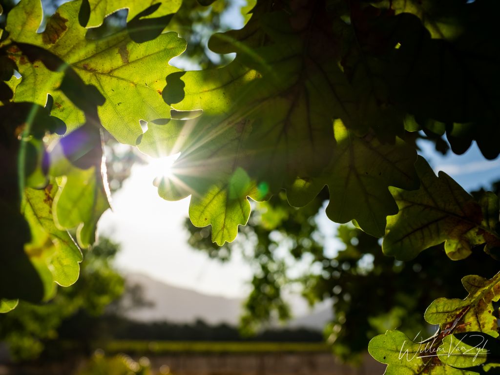 Sunlight through the Leaves