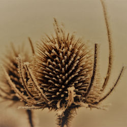 Frosty Thistle 2
