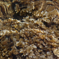 Underwater reef structure #2