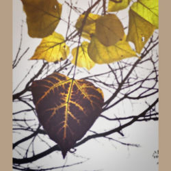 #3 Autumn Leaves