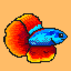 Siamese fighting fish #6