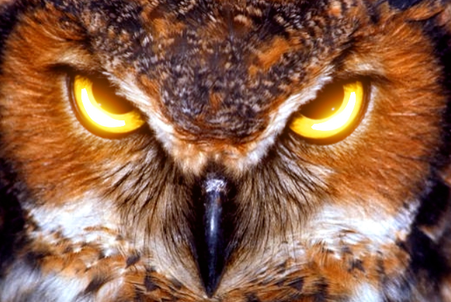 OWL GAZE