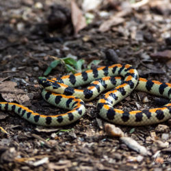 Spotted Harlequin Snake (H. lacteus)