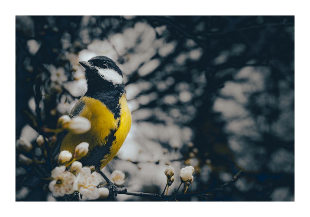 Spring Birds #2