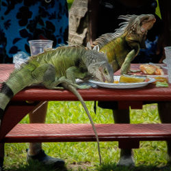 Iguanas
