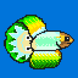 Siamese fighting fish #7