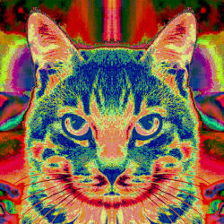 Half Ali, my cat, in the hell.