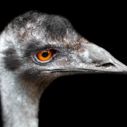 Emu | 01