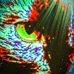 DigiKitties 1 - Cosmic Kitty