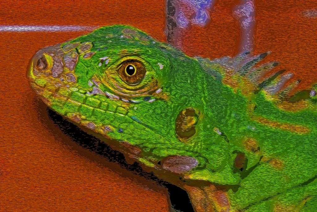 Painted Iguana