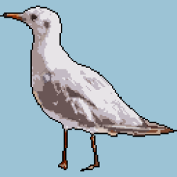 Seagull